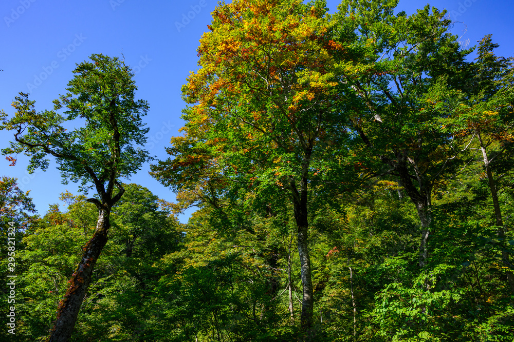 Fototapeta premium 月山ブナ