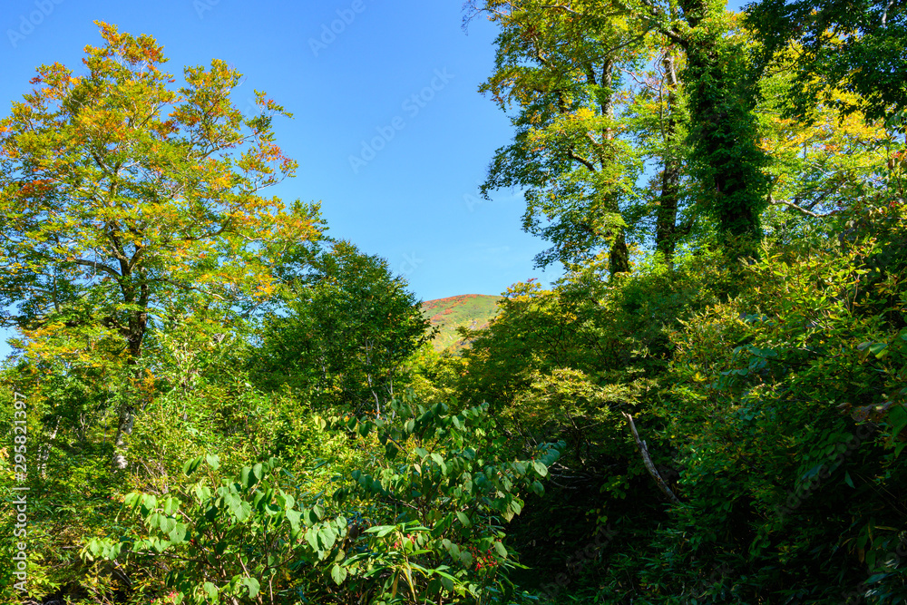 Fototapeta premium 姥ヶ岳を臨む