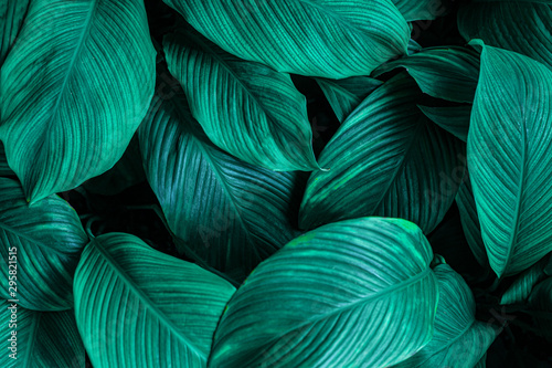 leaves of Spathiphyllum cannifolium  abstract green texture  nature background  tropical leaf