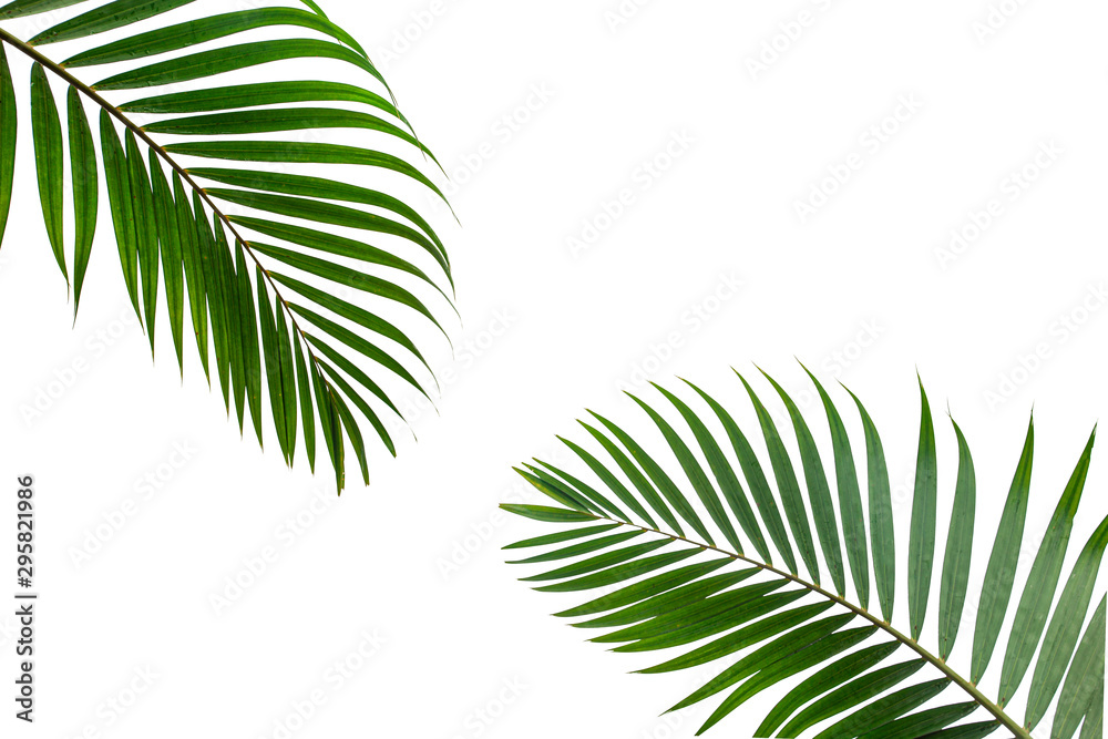 tropical coconut leaf isolated on white background, summer background tropical coconut leaf isolated on white background, summer background
