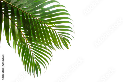 tropical coconut leaf isolated on white background  summer background