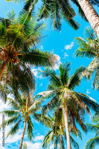 Coconut palms against the blue sky