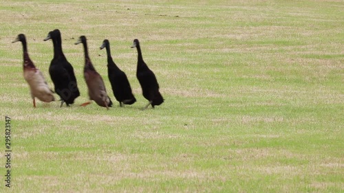 Black indian running ducks