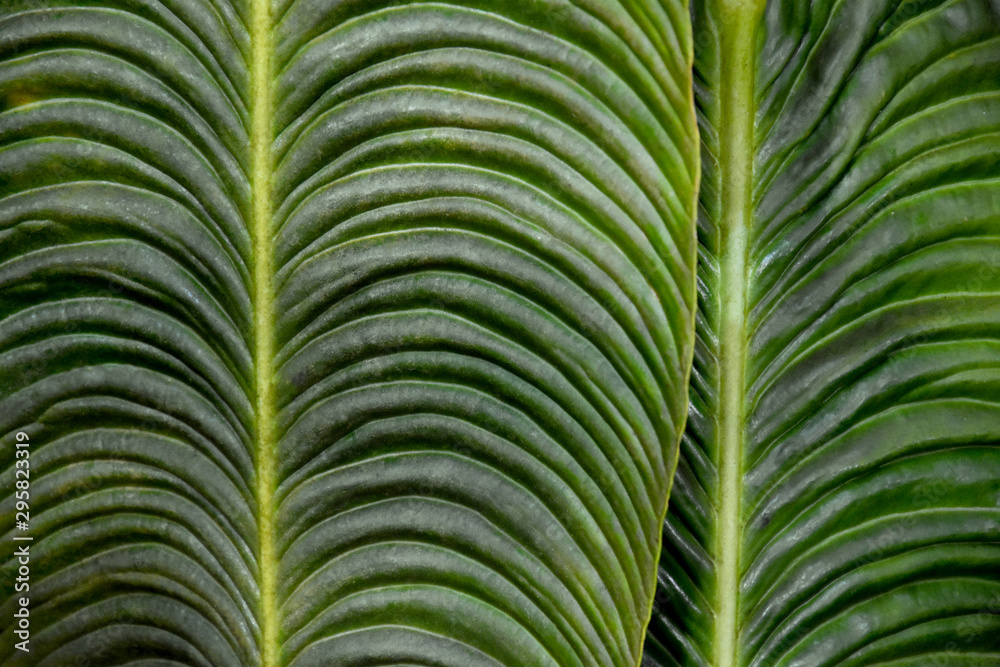 Green palm leaf background stock images. Palm leaf detail stock images. Beautiful natural green background. Greenery forest pattern. Palm tree green background Green palm leaf background stock images. Palm leaf detail stock images. Beautiful natural green background. Greenery forest pattern. Palm tree green background
