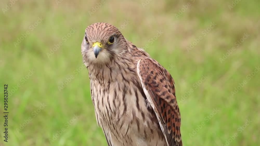 Kestrel, bird of prey, close up shot Kestrel, bird of prey, close up shot