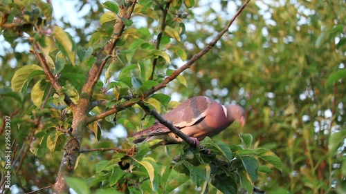 Wood pigeon in tree in evening light