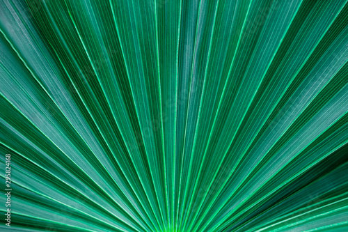 abstract tropical palm leaf and shadow, abstract natural green background