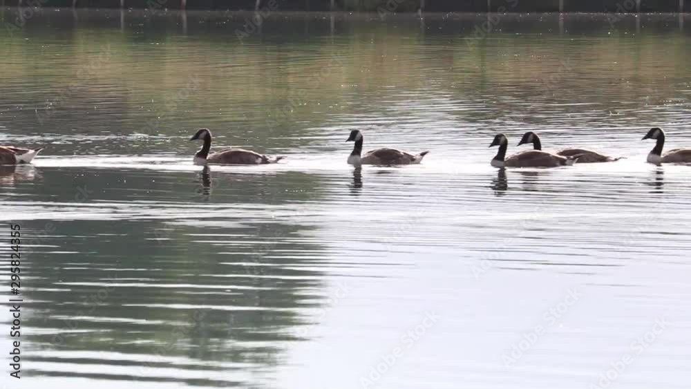 White and Brown coloured geese and goslings paddling across lake White and Brown coloured geese and goslings paddling across lake