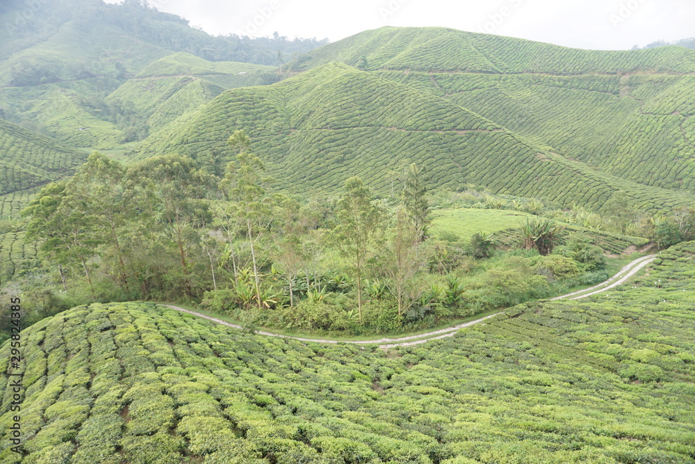 very nice tea plantations scenery and weather at Cameron Highland, Malaysia