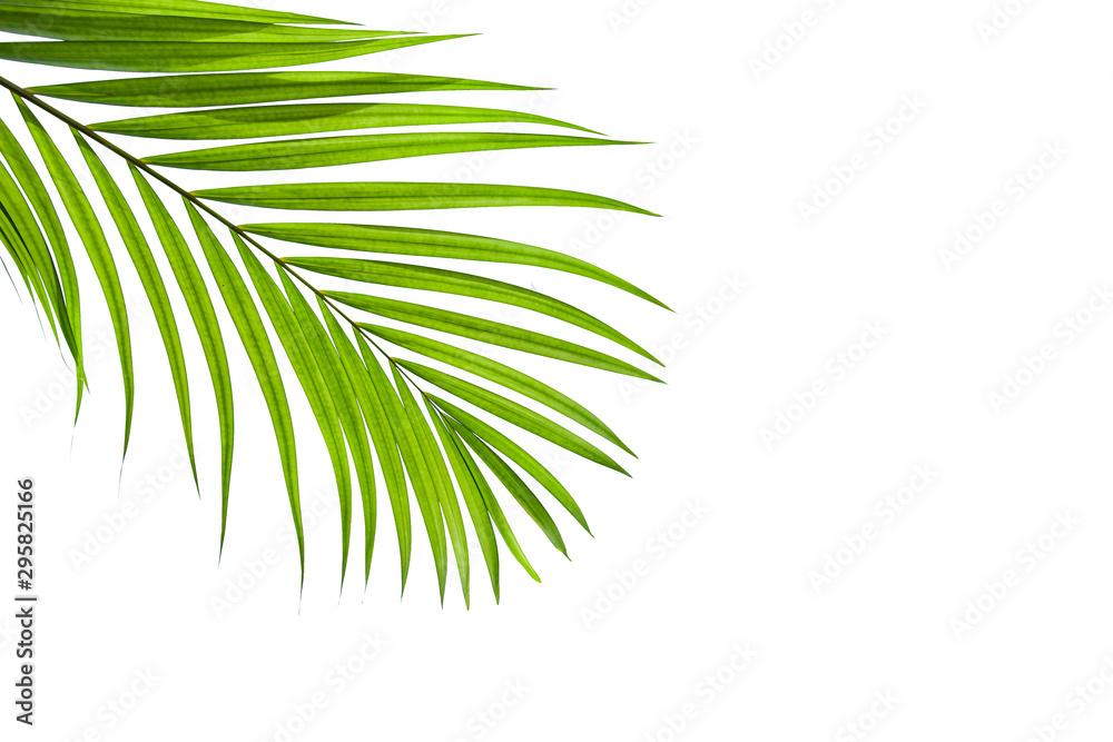 leaves of coconut isolated on white background, tropical palm leaf
