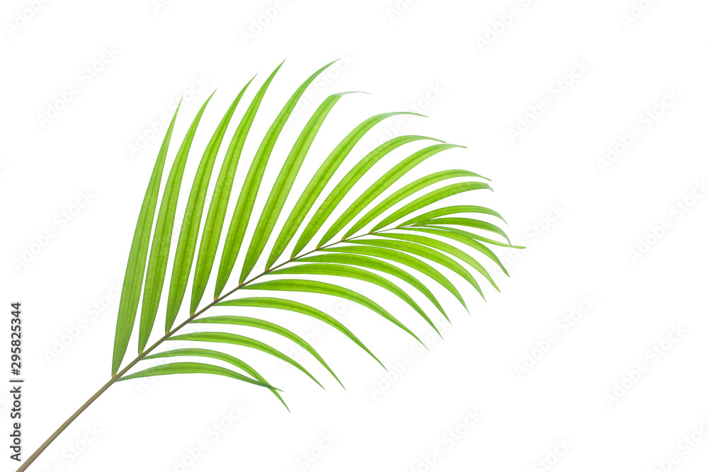 leaves of coconut isolated on white background, tropical palm leaf leaves of coconut isolated on white background, tropical palm leaf