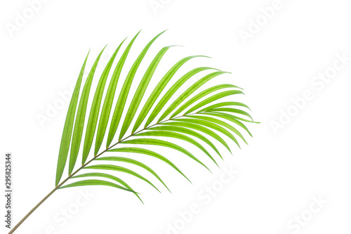 Fototapeta Naklejka Na Ścianę i Meble -  leaves of coconut isolated on white background, tropical palm leaf