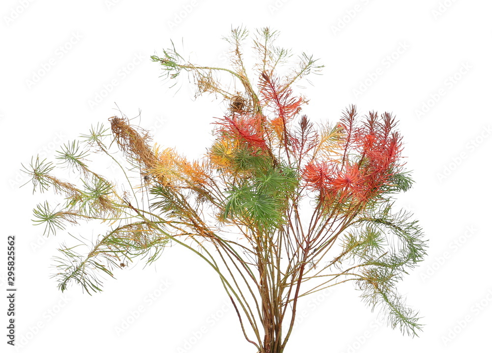 Colorful dry autumn, fall grass isolated on white background with clipping path Colorful dry autumn, fall grass isolated on white background with clipping path