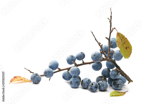 Fresh blackthorn berries with twig, branch and leaves prunus spinosa isolated on white background