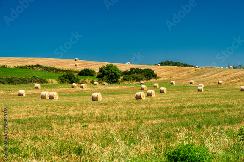Rural landscape at summer near Bracciano, Rome