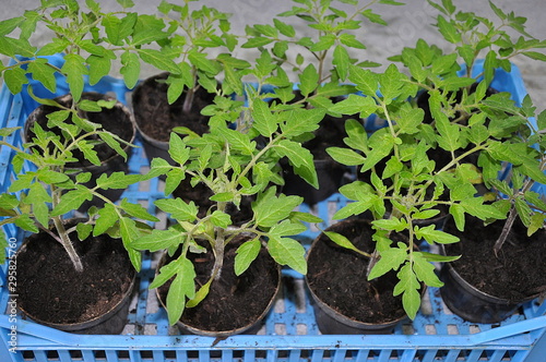 Piantine di pomodoro photo