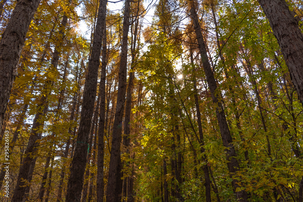 Forest landscape and background - tall tree trunks, bottom view of trees with autumn foliage Forest landscape and background - tall tree trunks, bottom view of trees with autumn foliage