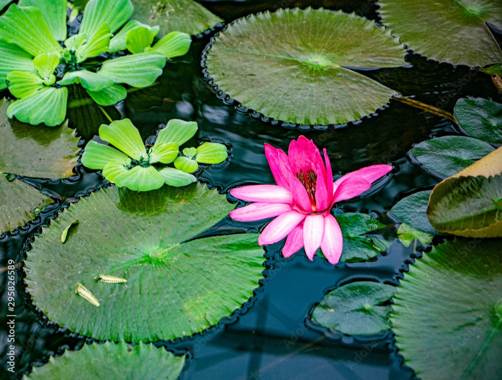 red lotus water lily blooming on water surface and dark blue leaves toned, purity nature background, aquatic plant, symbol of buddhism. red lotus water lily blooming on water surface and dark blue leaves toned, purity nature background, aquatic plant, symbol of buddhism.