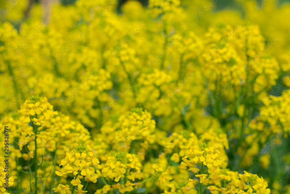 Background of yellow flowers in the city. Wild plants. Background of yellow flowers in the city. Wild plants.