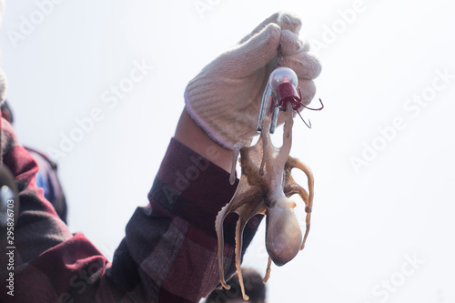 Fresh seafood webfoot octopus fishing photo