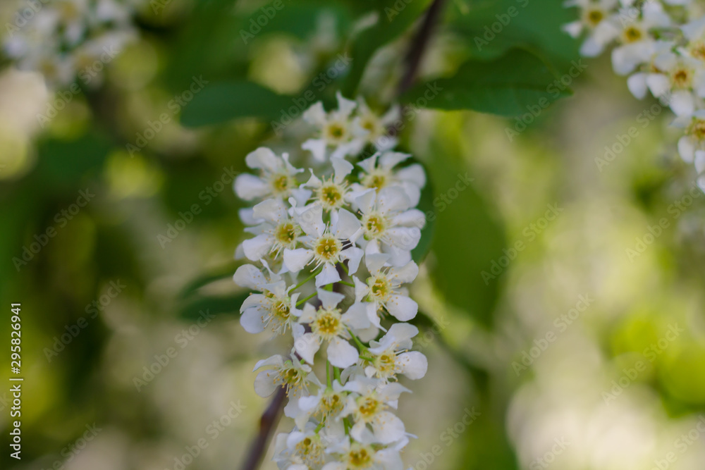 Branch with blooming apple tree flowers in May. Spring in the city. Branch with blooming apple tree flowers in May. Spring in the city.