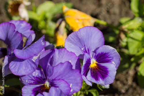 Pansy flower. Cute flowers in the flowerbed in the city.