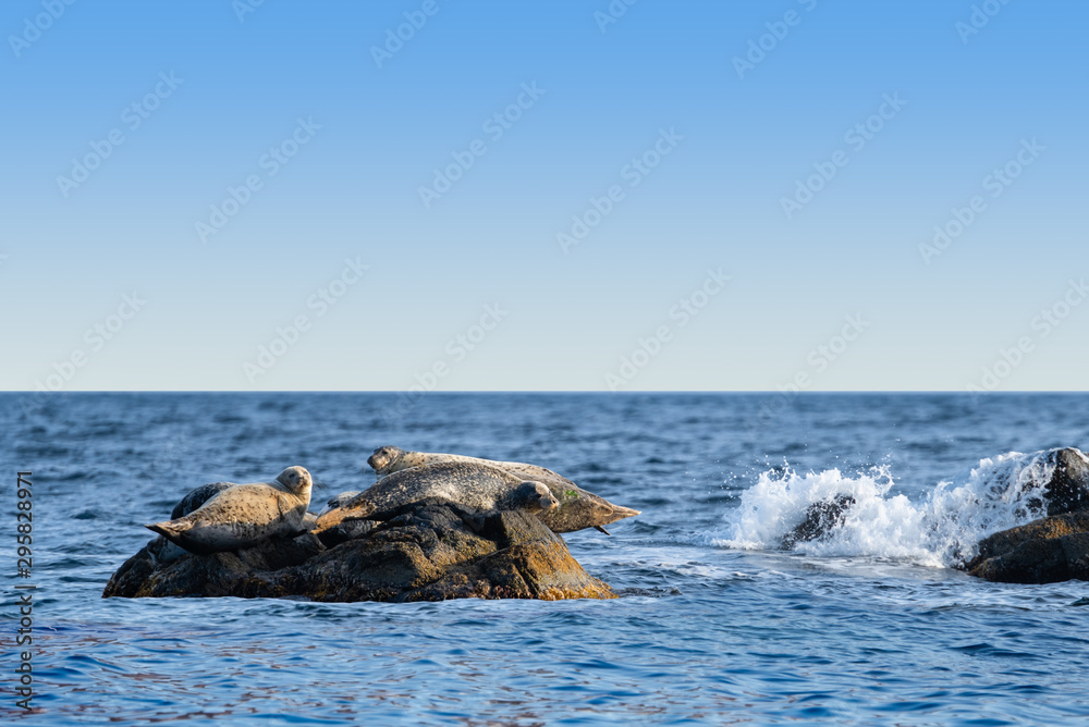 Fototapeta premium Seascape with a seals. North-East Coast of Primorsky Krai of Russia