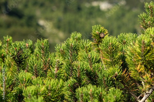Mountain pine trees