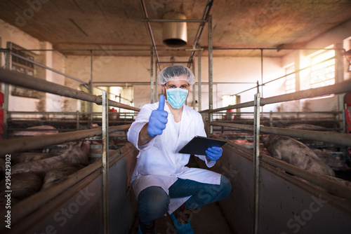 Veterinarian doctor with tablet holding thumbs up in pigpen at pig farm. Successful health care of domestic animals.
