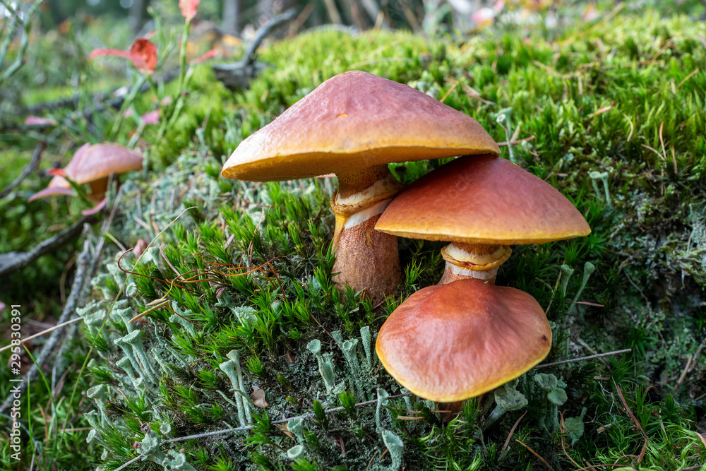 Gold Röhrling Suillus grevilei Pilzgruppe