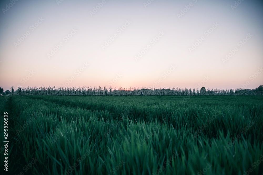 sunset over green field sunset over green field
