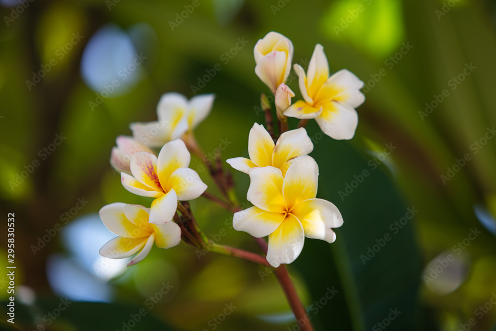 Closeup of flowers of plumeria Closeup of flowers of plumeria