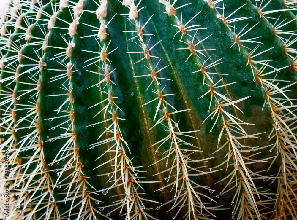 close up of cactus close up of cactus