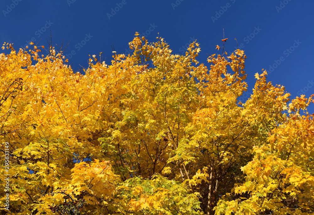 Yellow autumn tree with blue sky stock images. Beautiful natural yellow blue background. Autumn yellow background. Autumn tree with golden yellow leaves and blue sky stock images Yellow autumn tree with blue sky stock images. Beautiful natural yellow blue background. Autumn yellow background. Autumn tree with golden yellow leaves and blue sky stock images