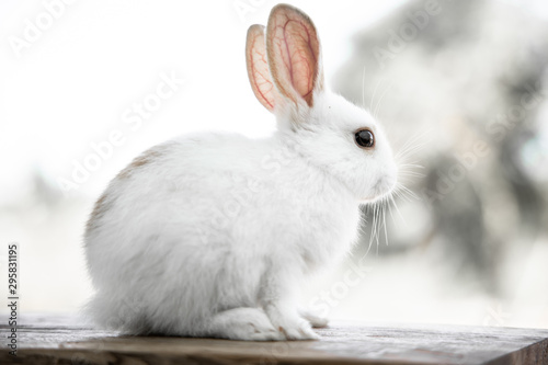 The rabbit sit on the wood with light bokeh form nature background. Easter day