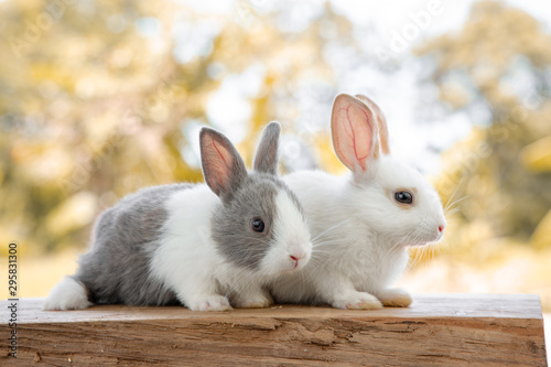Fototapeta Naklejka Na Ścianę i Meble -  The rabbit sit on the wood with light bokeh form nature background. Easter day