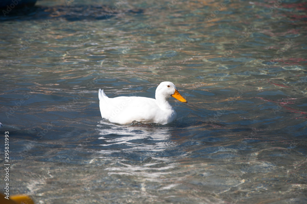 duck on lake Kournas duck on lake Kournas
