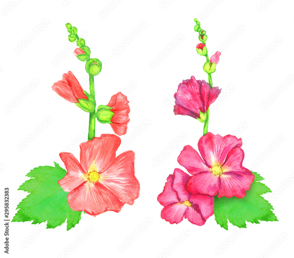 Red and pink Alcea rosea (common hollyhock, mallow flower) stem with green leaves and buds, isolated hand painted watercolor illustration design element for invitation, card, print, posters, patterns