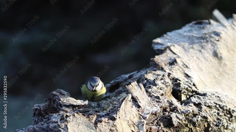Blue Tit garden bird feeding on frost covered log in winter sun Blue Tit garden bird feeding on frost covered log in winter sun
