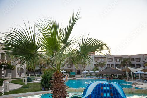 Fototapeta Naklejka Na Ścianę i Meble -  Closeup of doum palm near the pool