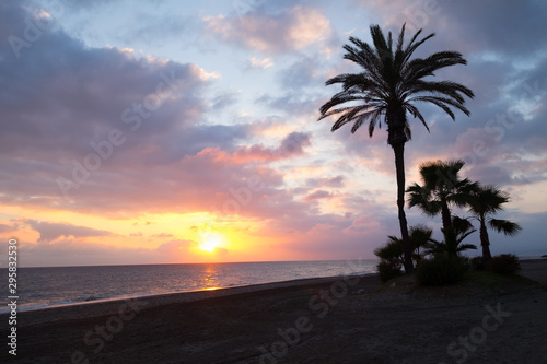Sunset and palm tree, Torrox, Spain