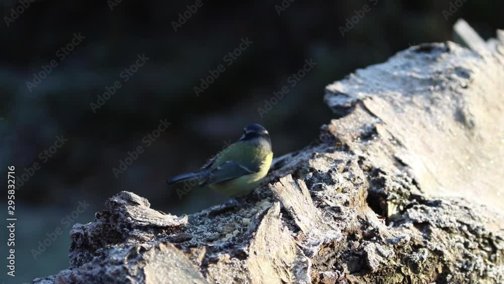 Blue Tit small songbird feeding on frosted log in winter sun Blue Tit small songbird feeding on frosted log in winter sun
