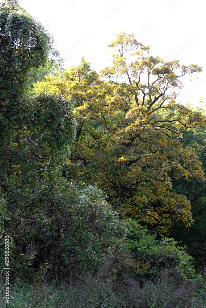 Fototapeta premium Autumn warm sunlight peace, trees, plant