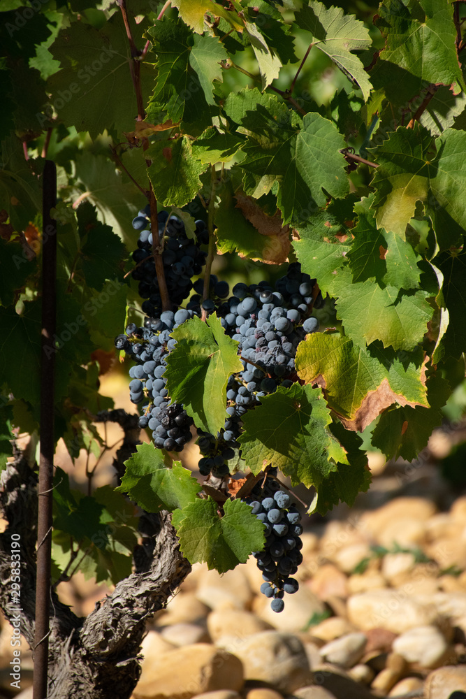 Grapes in Provence vinyard