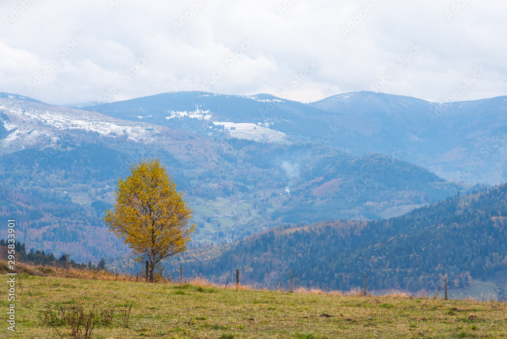 arbre jaune automnal et une montagne des Vosges en hiver