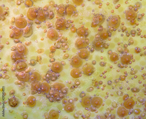 Red scale, Aonidiella aurantii (Hemiptera: Coccidae), is an armored scale insect and a major pest of citrus. Agriculture insect pests photo