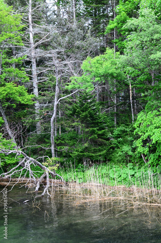 Dry branches and grass on river shore