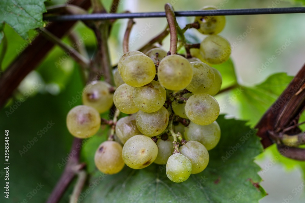 Selective focus closeup of white grapes on the vine Selective focus closeup of white grapes on the vine