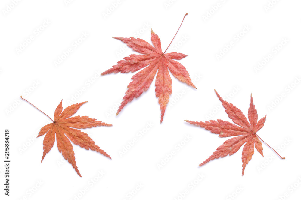 もみじ 紅葉 秋 白背景