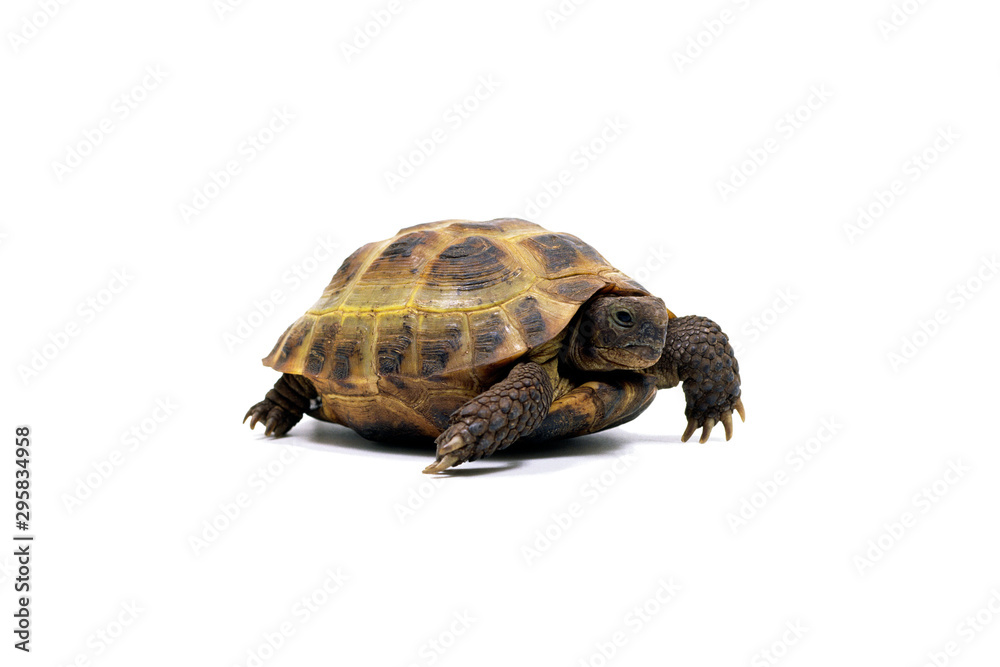 Naklejka premium ロシアリクガメ